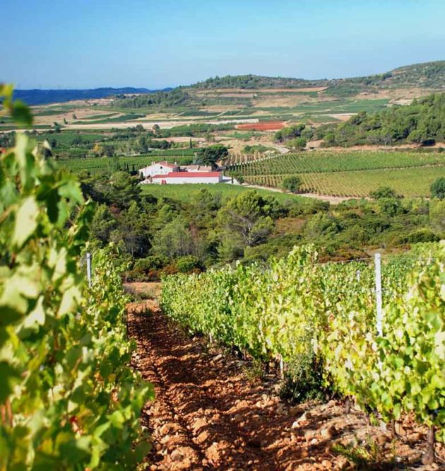 Château Fonsalade Grands Vins Du Languedoc