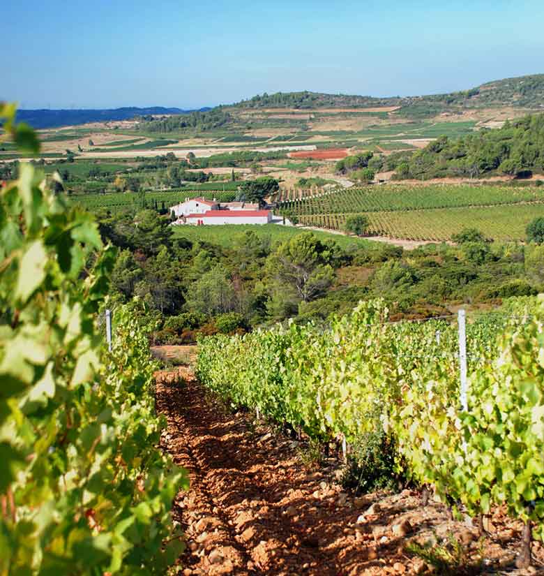 Vue du domaine Chateau Fonsalade - Saint-Chinian